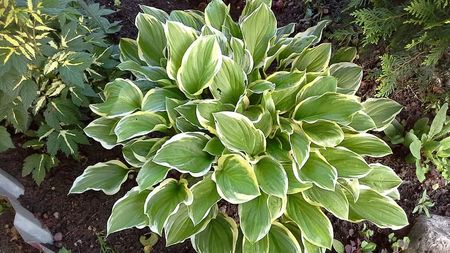 Хоста ФОРЧУНА  АУРЕОМАРГИНАТА 1шт. Поиск