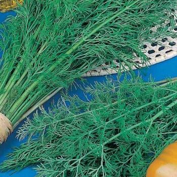 Укроп КУСТИСТЫЙ 2гр. (СеДек)