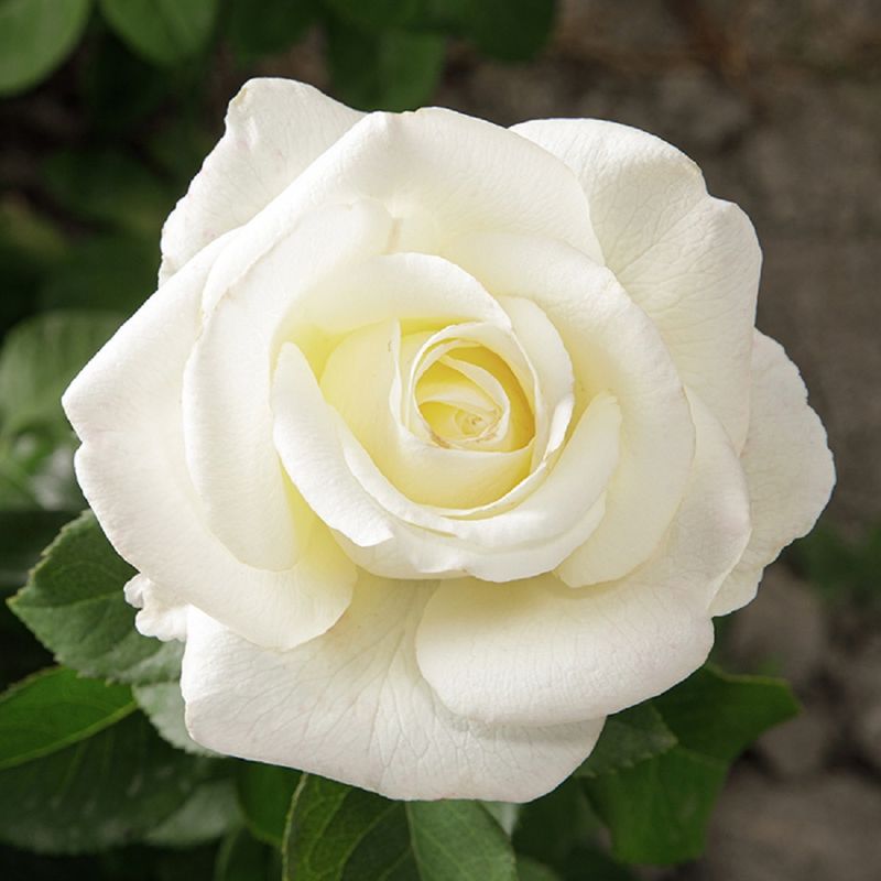 Роза чайно-гибридная АКИТО Садовита