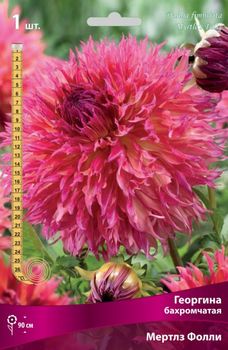 Георгина МЕРТЛЗ ФОЛЛИ бахромчатая (нежно-розовый с желтым) 1шт. Поиск