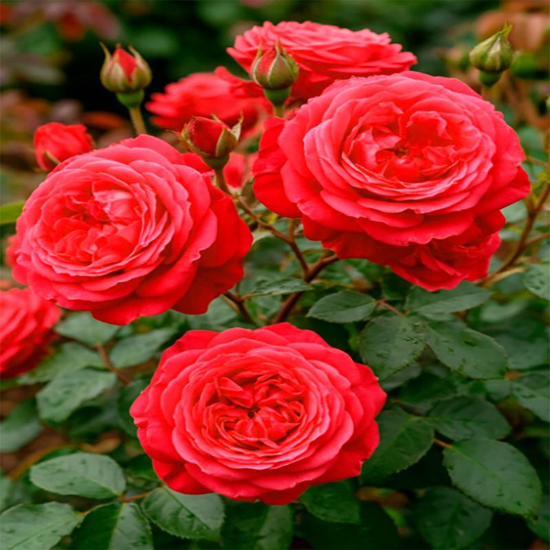 Роза чайно-гибридная АЛАН СУШОН Садовита