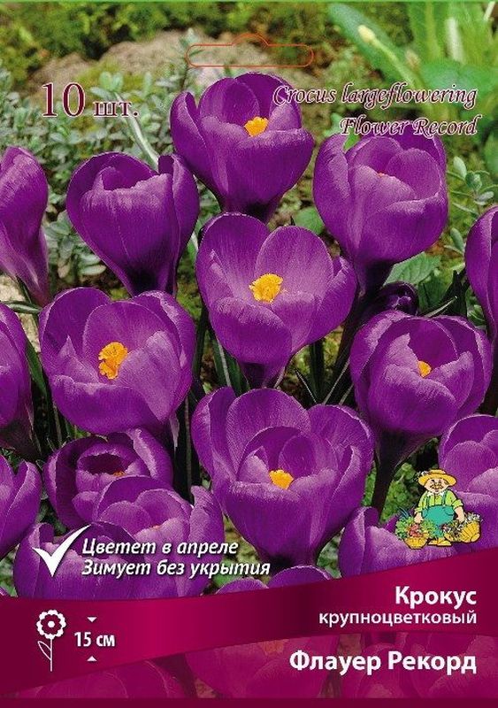 Крокус Крупноцветковый ФЛАУЕР РЕКОРД 10шт