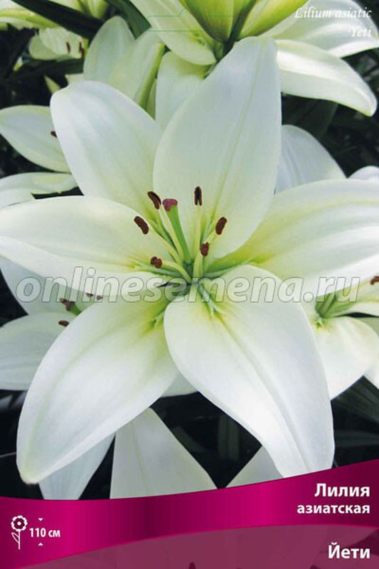 Лилия Азиатская ЙЕТИ 2 шт  Поиск