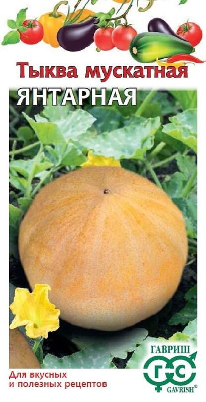 Тыква ЯНТАРНАЯ, мускатная 1,0г. (Гавриш)