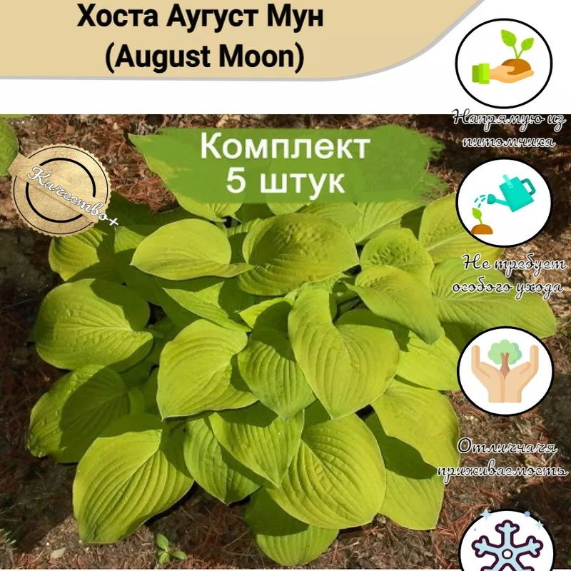 Хоста гибридная ОГУСТ МУН Поиск