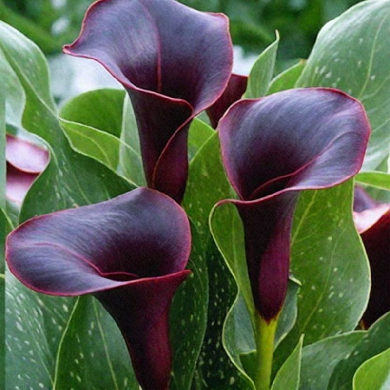 Калла АРАБИАН НАЙТ 2шт. Поиск