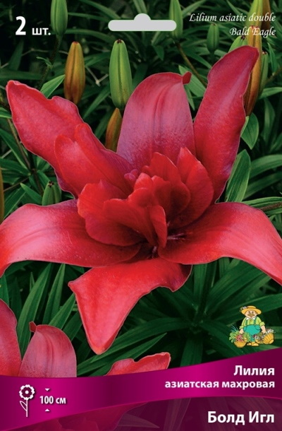 Лилия Азиатская БОЛД ИГЛ 3 шт  Поиск