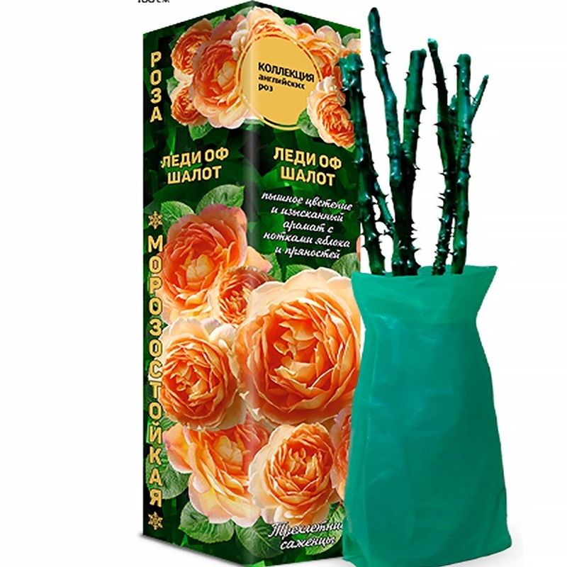 Роза шраб (английская) ЛЕДИ ОФ ШАЛОТ Садовита