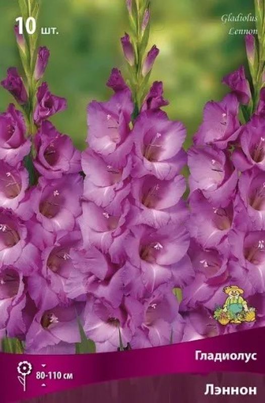 Гладиолус ЛЭННОН 10шт. Поиск