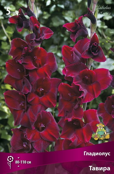 Гладиолус ТАВИРА 5шт. Поиск