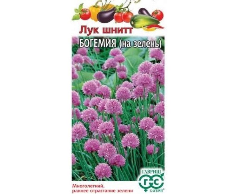 Лук шнитт БОГЕМИЯ 0,5г. (Гавриш)