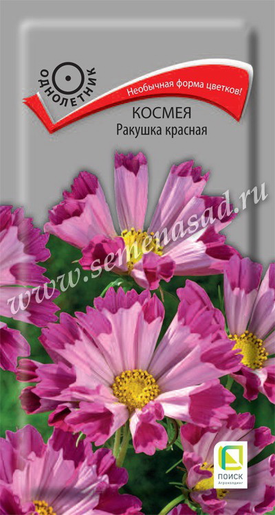 Космея РАКУШКА 0,3гр. (Поиск)