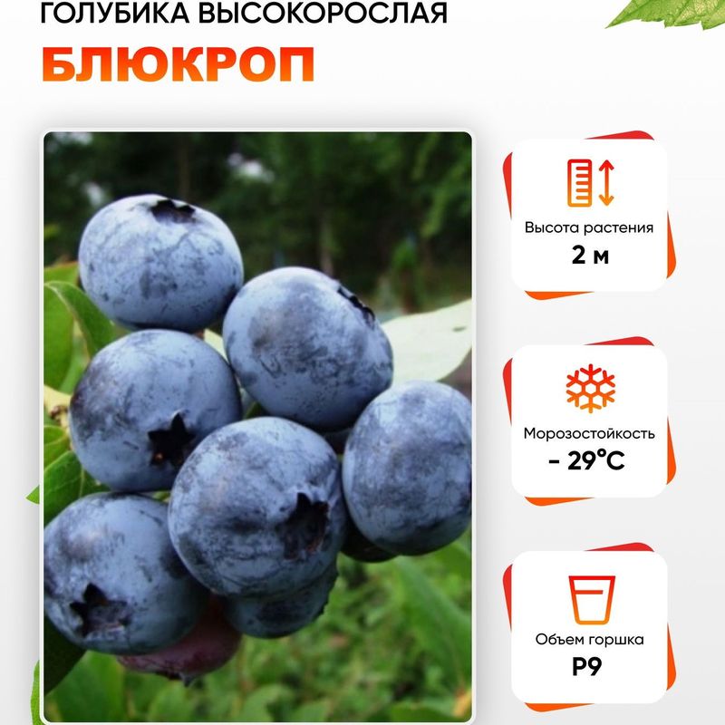 Голубика высокорослая БЛЮКРОП (Поиск)