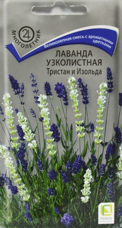 Лаванда узколистная ТРИСТАН И ИЗОЛЬДА 10шт. многолетник (Поиск)