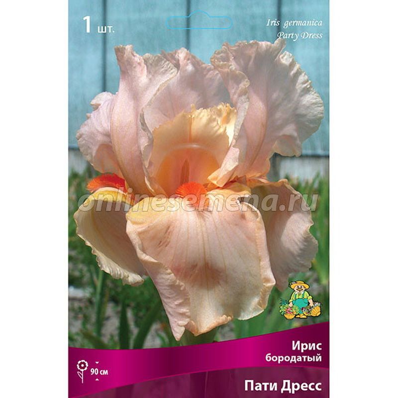 Ирис бородатый ПАТИ ДРЕСС Поиск