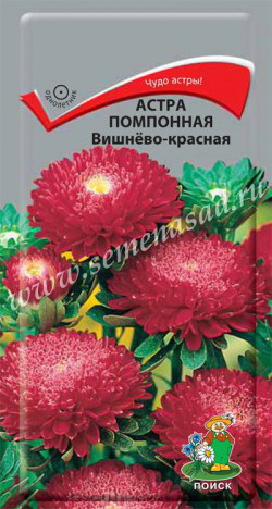 Астра Помпонная ВИШНЕВО-КРАСНАЯ 0,3гр. (Поиск)