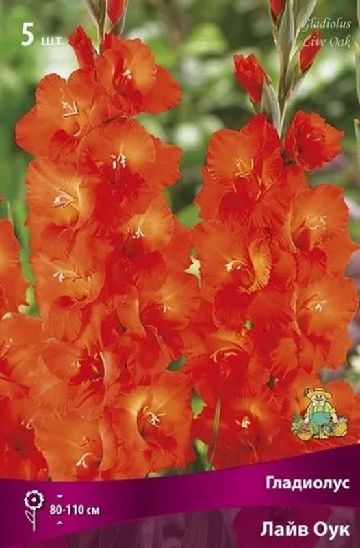 Гладиолус ЛАЙВ ОУК 5шт. Поиск
