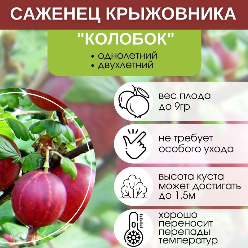 Крыжовник КОЛОБОК (Поиск)