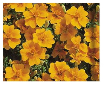 Бархатцы тонколистные ОРАНЖЕВЫЙ САМОЦВЕТ 0,1гр. (Поиск)
