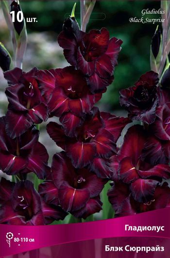 Гладиолус БЛЭК СЮРПРАЙЗ (темно-малиновый с белым штрихом) 10шт. Поиск