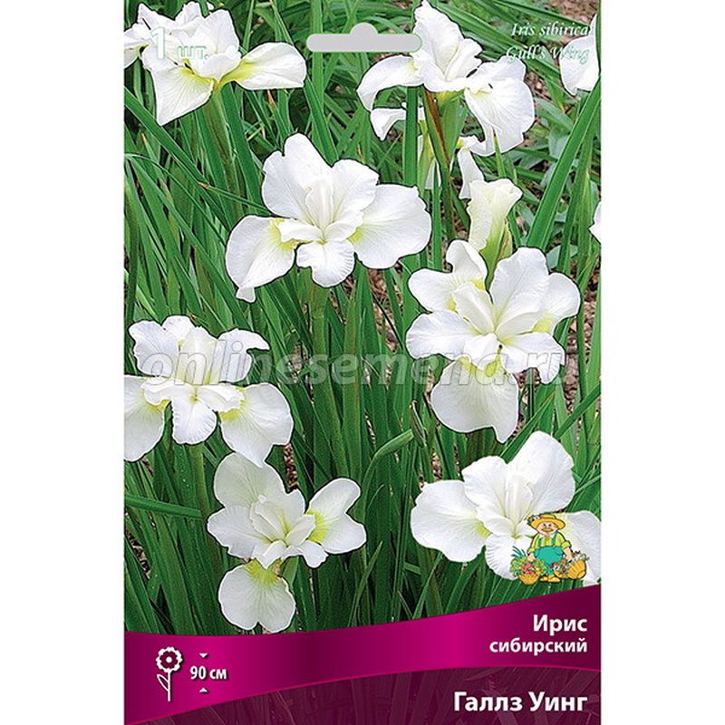 Ирис сибирский ГАЛЛЗ УИНГ Поиск