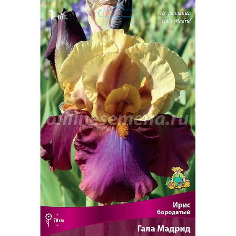 Ирис бородатый ГАЛА МАДРИД Поиск