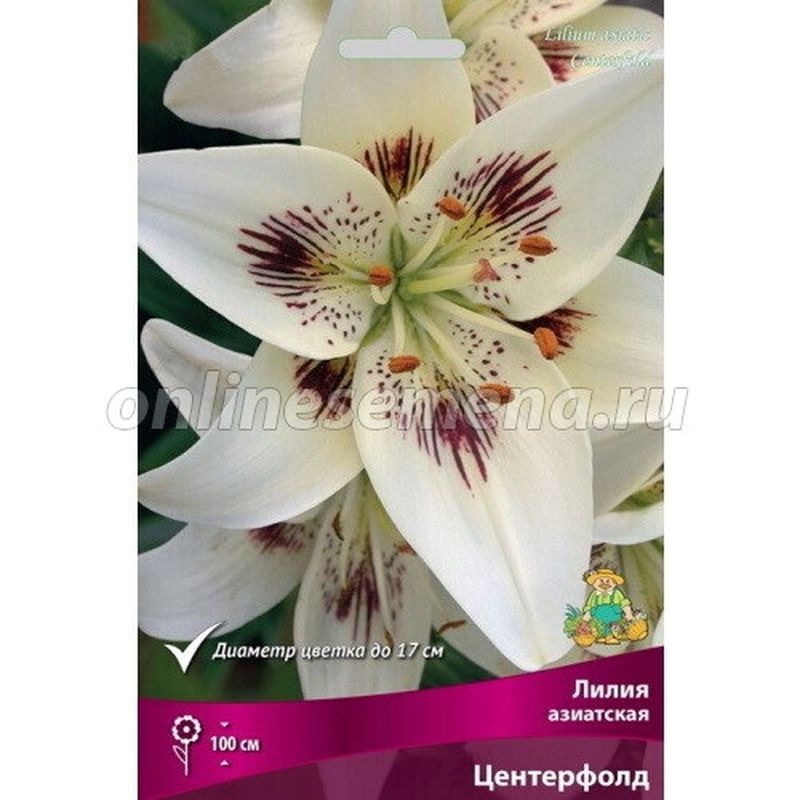 Лилия Азиатская ЦЕНТЕРФОЛД 3 шт  Поиск