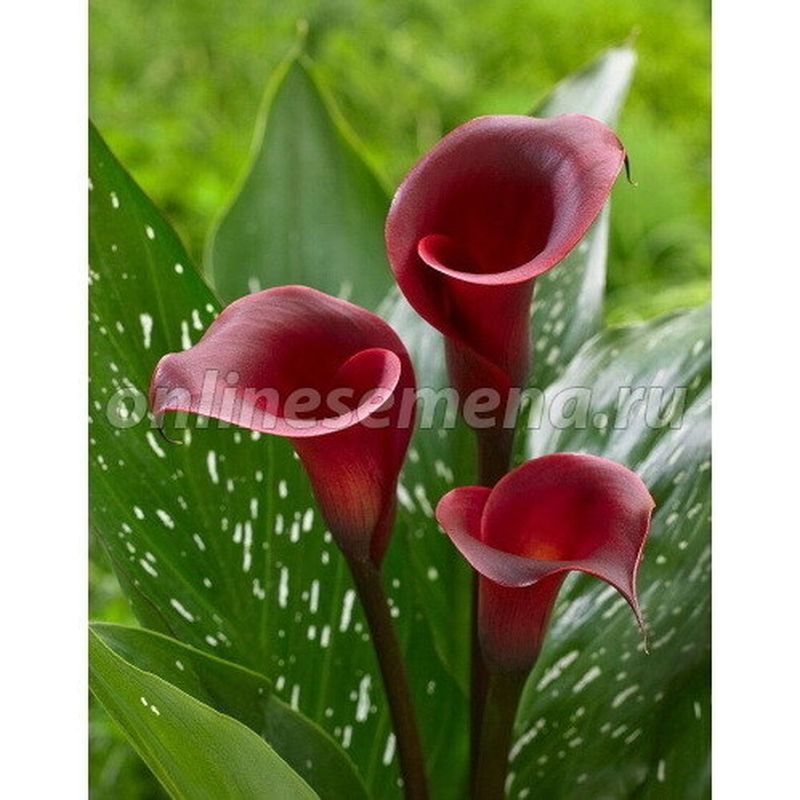 Калла РОЙАЛ ВАЛЕНТИН 2шт. Поиск