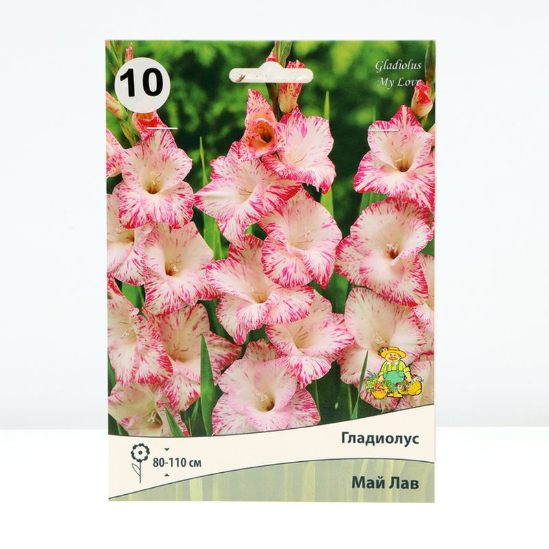 Гладиолус МАЙ ЛАВ 10шт. Поиск