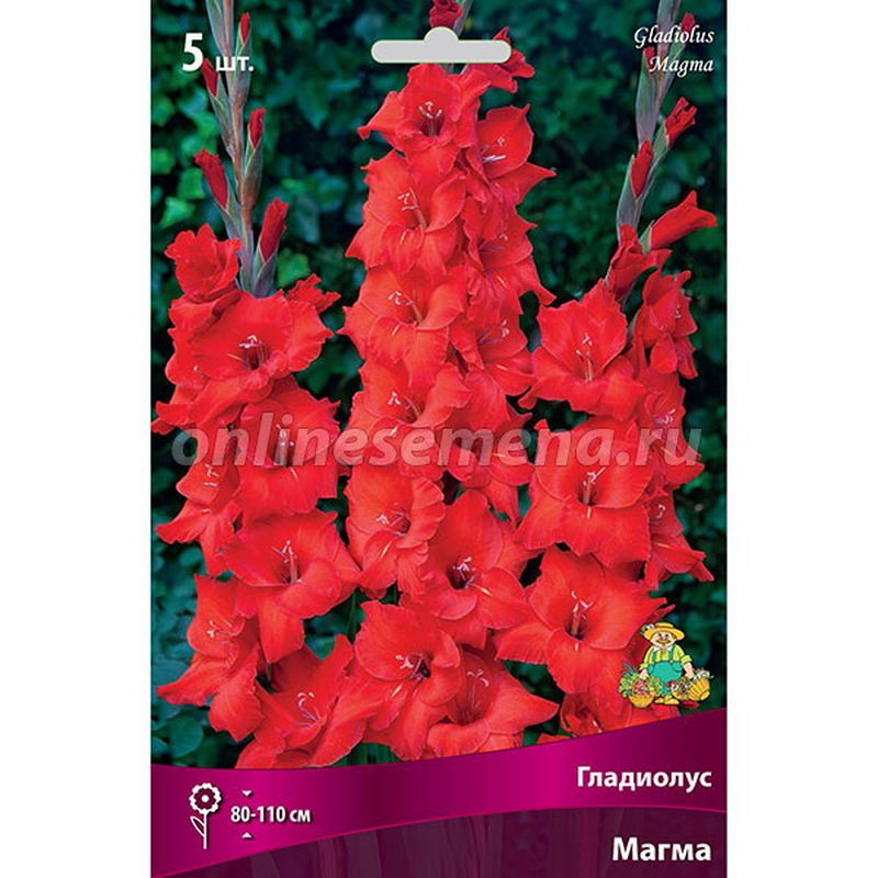 Гладиолус МАГМА 5шт. Поиск