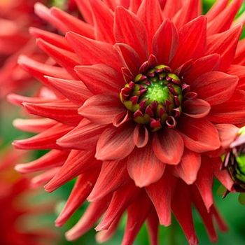 Георгина РЕД ПИГМИ полукактусовая (красный d12см.) 1шт. Поиск