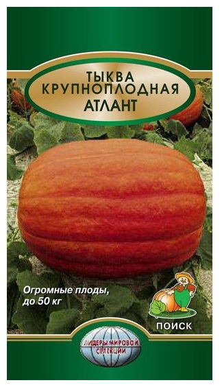 Тыква АТЛАНТ крупноплодная 5шт. (Поиск)