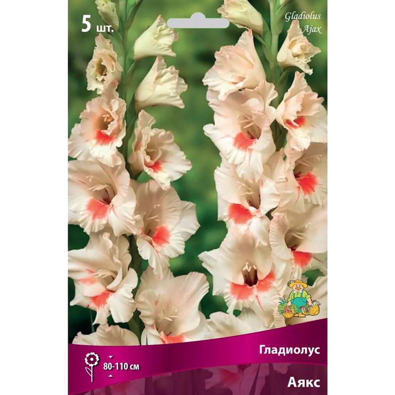 Гладиолус АЯКС 5шт. Поиск