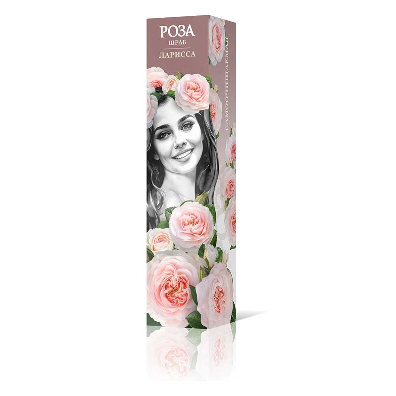 Роза шраб ЛАРИССА Садовита