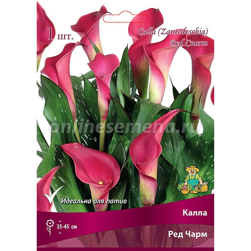 Калла РЕД ЧАРМ 1шт. Поиск