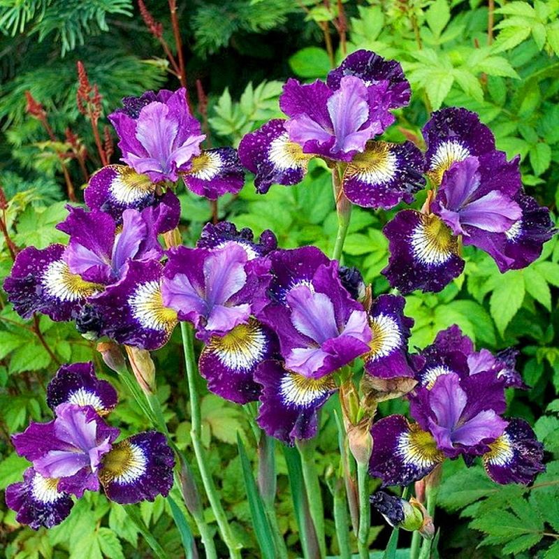 Ирис сибирский КОНТРАСТ ИН СТАЙЛЗ Поиск