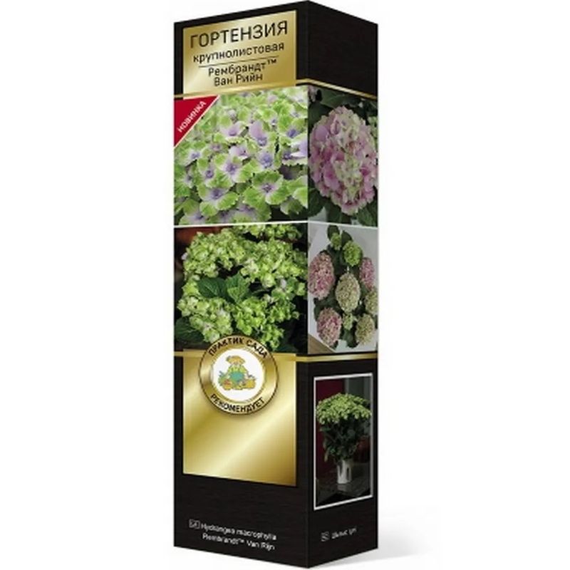 Гортензия крупнолистовая РЕМБРАНДТ ВАН (Поиск)