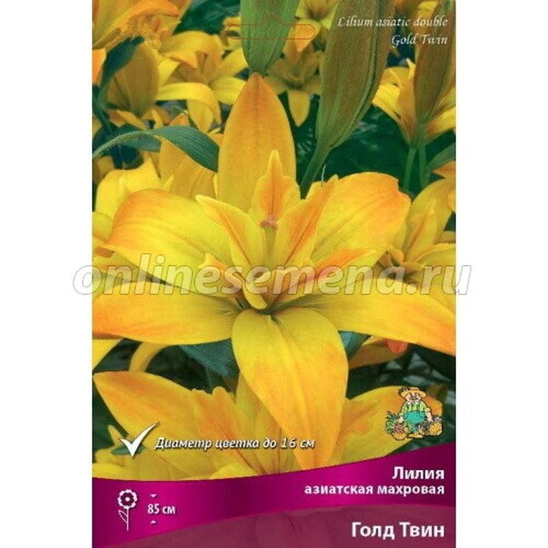 Лилия Азиатская ГОЛД ТВИН 3 шт  Поиск