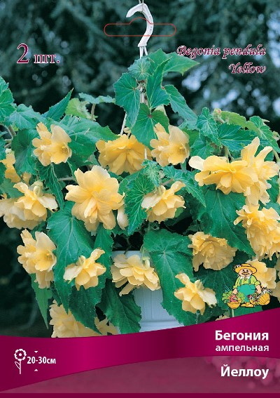 Бегония Ампельная ЙЕЛЛОУ 1шт. Поиск
