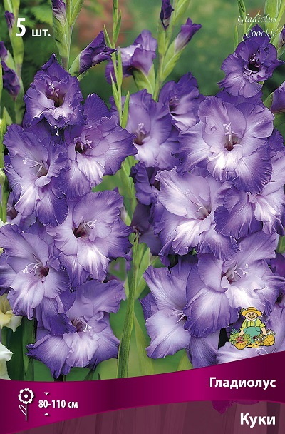 Гладиолус КУКИ 5шт. Поиск