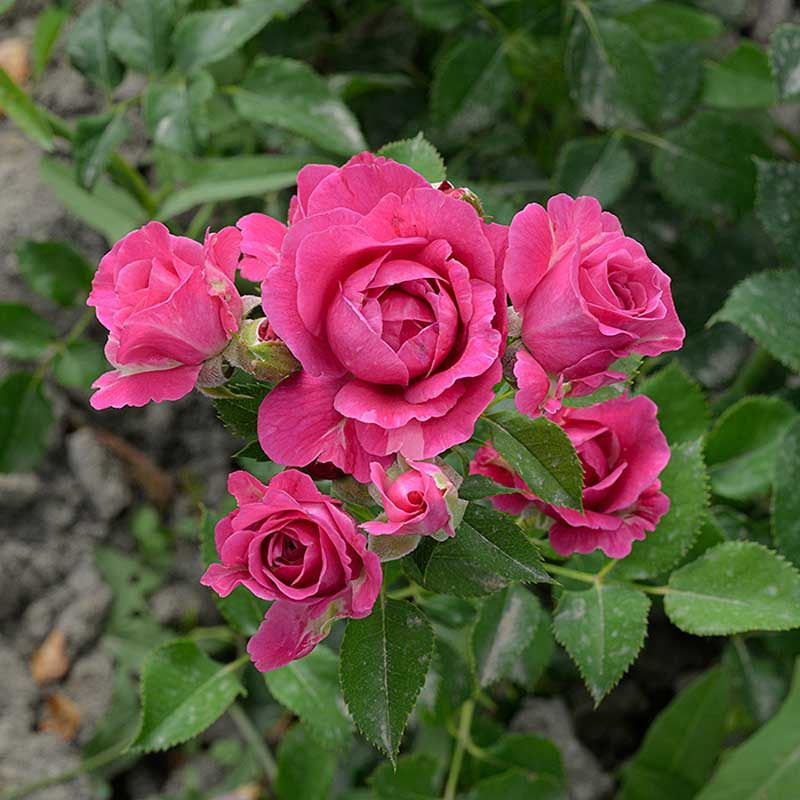 Роза спрей ПИНГ ДАЙМЕНШЕС Садовита