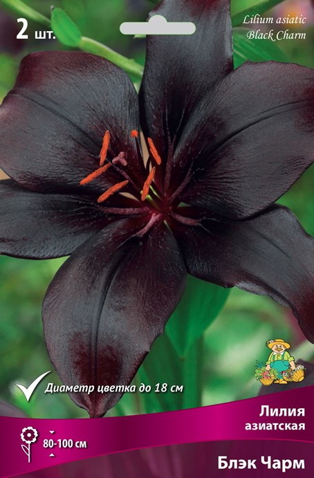 Лилия Азиатская БЛЭК ЧАРМ 2 шт  Поиск