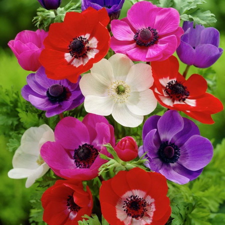 Анемона корончатая ДЕ КАН Смесь окрасок 10шт. Поиск