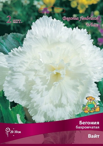Бегония Бахромчатая ВАЙТ 1шт. Поиск