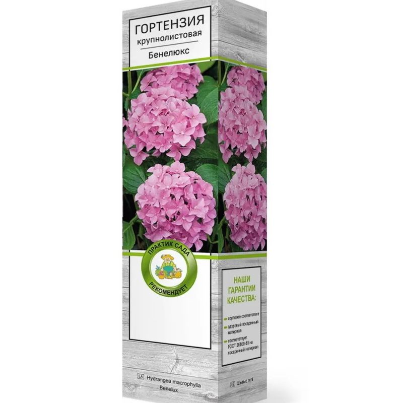Гортензия крупнолистовая БЕНЕЛЮКС (Поиск)