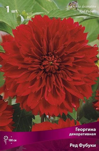 Георгина РЕД ФУБУКИ (насыщенно-красный d12см.) 1шт. Поиск