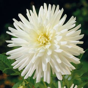 Георгина ПЛАЯ-БЛАНКА кактусовая (белый) 1шт. Поиск