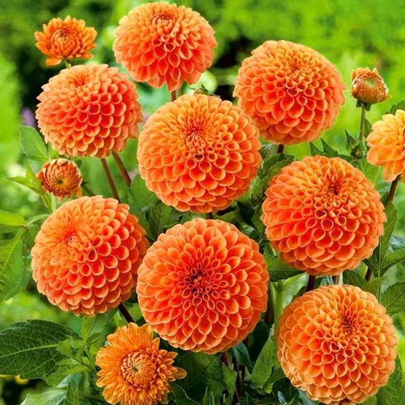 Георгина СИЛЬВИЯ шаровидная 1шт. Поиск