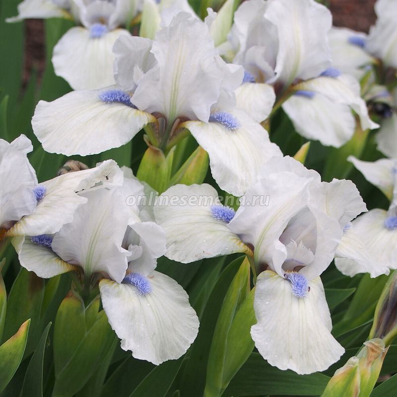 Ирис карликовый ВЕСТСТАР Поиск