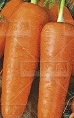 Морковь ЯРОСЛАВНА (лента) 8,0м. (Поиск)